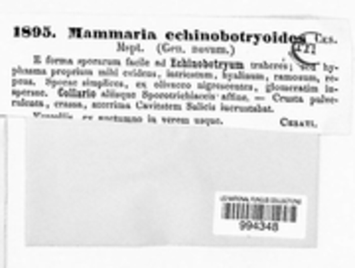 Mammaria echinobotryoides image